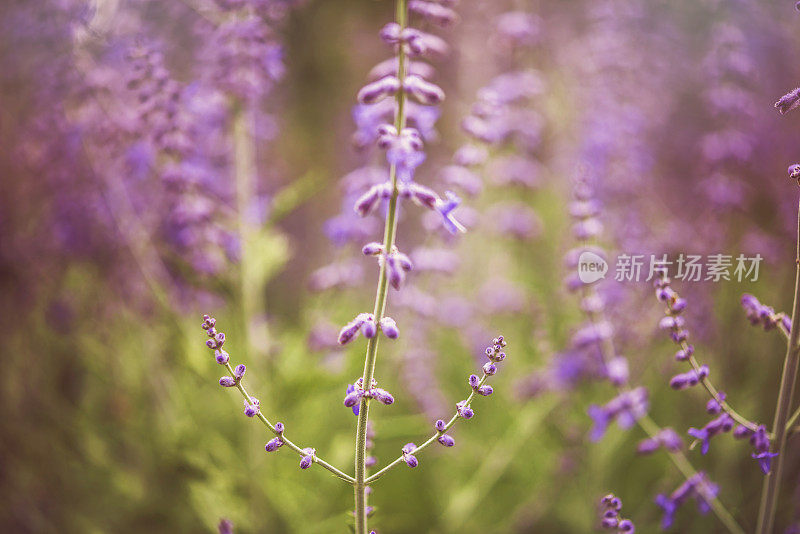 紫色的俄罗斯鼠尾草植物在夏天的阳光下野生生长