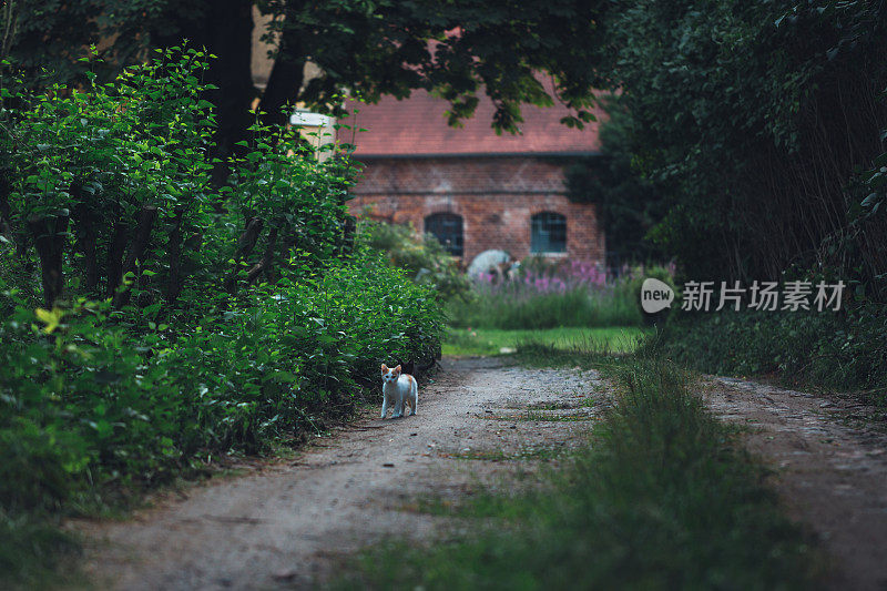 两只猫在蓝色的时刻向你问好