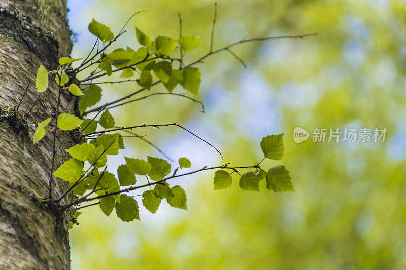 银桦树细节