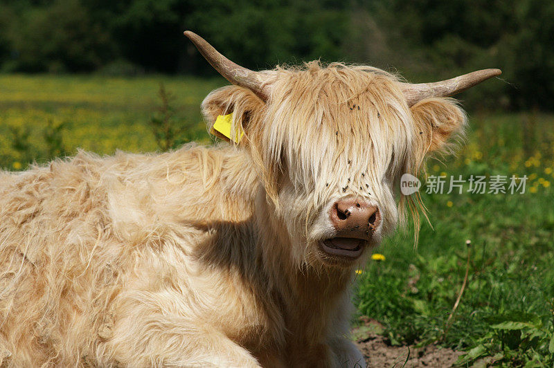 高原牛小腿