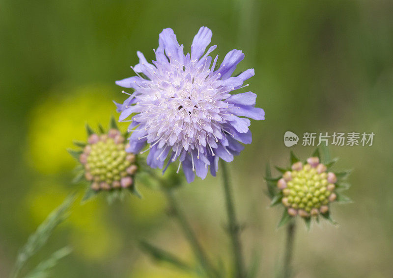 紫花植物野外特写