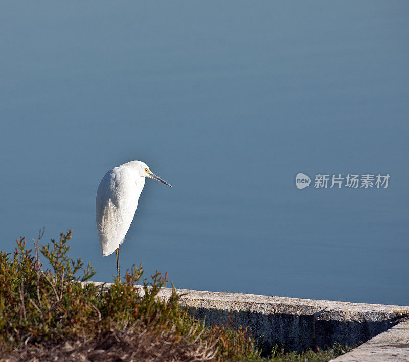 海堤上的白鹭