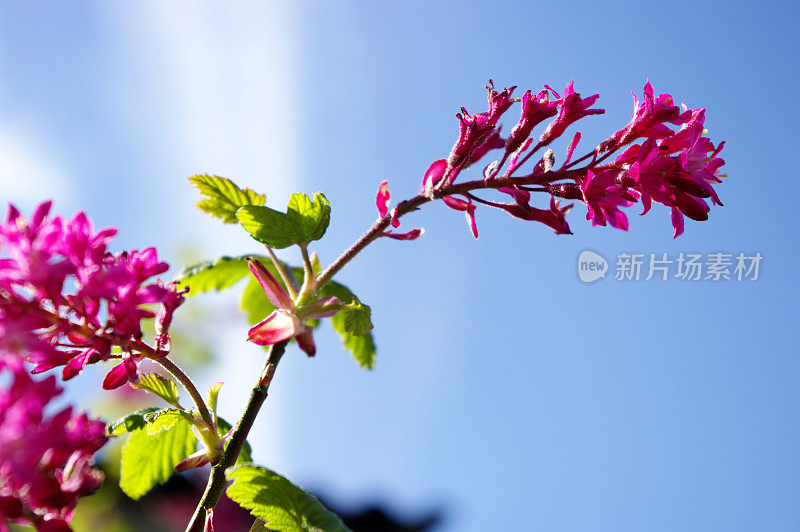 开花红醋栗对蓝天