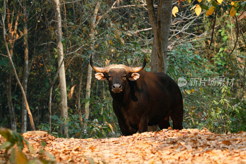 野生牛