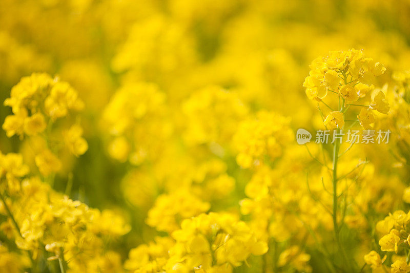 油菜花儿