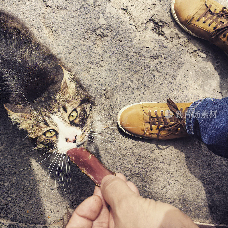 猫看着一片意大利腊肠