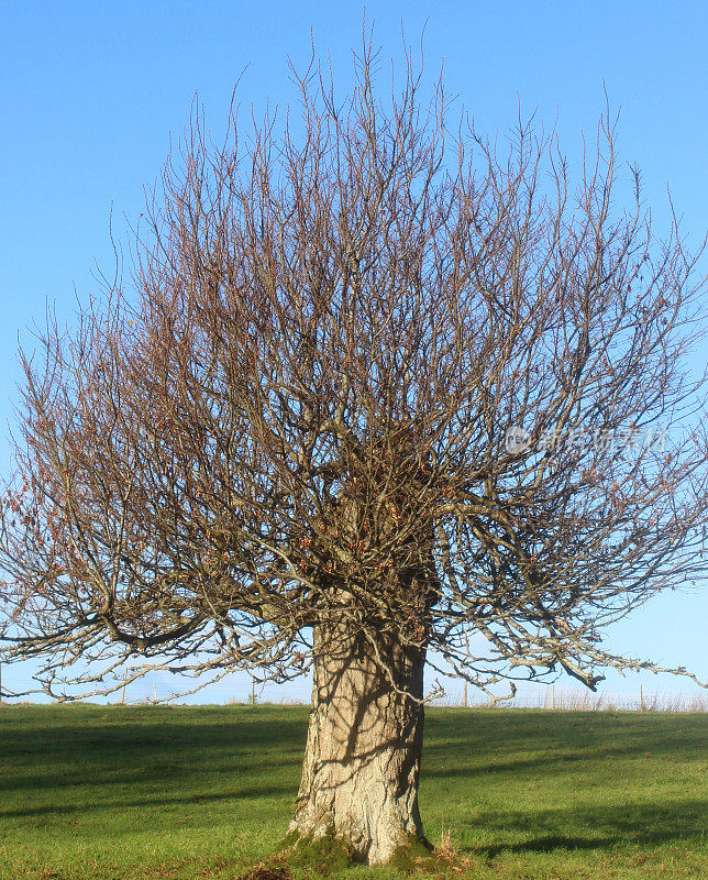 短木耳树(鹅耳枥属)，绿色原野，蓝天，冬季形象，无叶