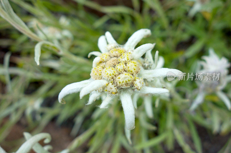 美丽罕见的高山花雪绒花