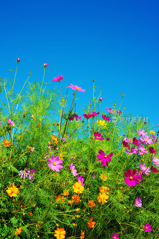 蓝色天空上的黄色和粉红色的宇宙花