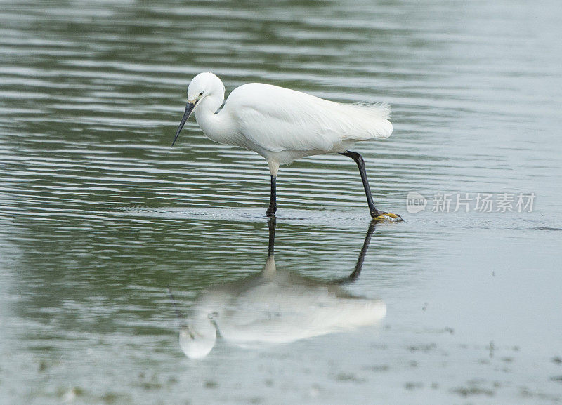 小白鹭