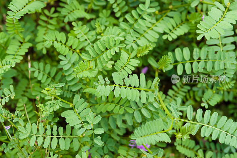 花模式:旋花类