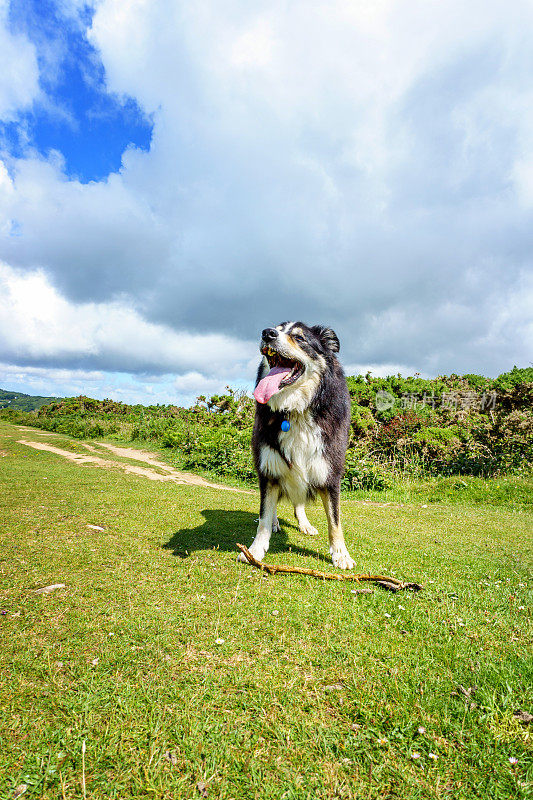 边境牧羊犬站在长满草的岬角上