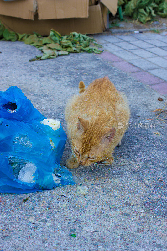 饥饿的流浪猫