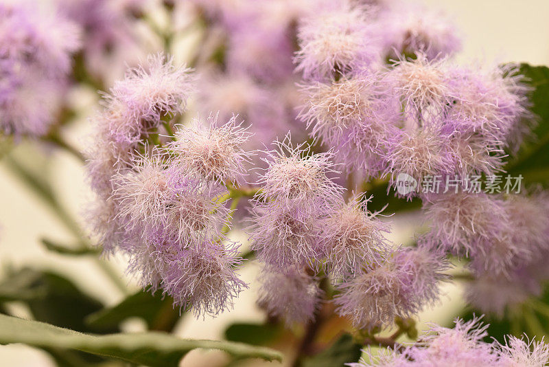 粉红色开花植物特写镜头