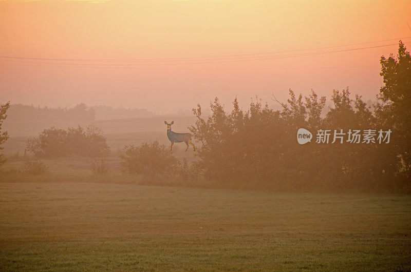夏日清晨的薄雾笼罩着田野和灌木丛