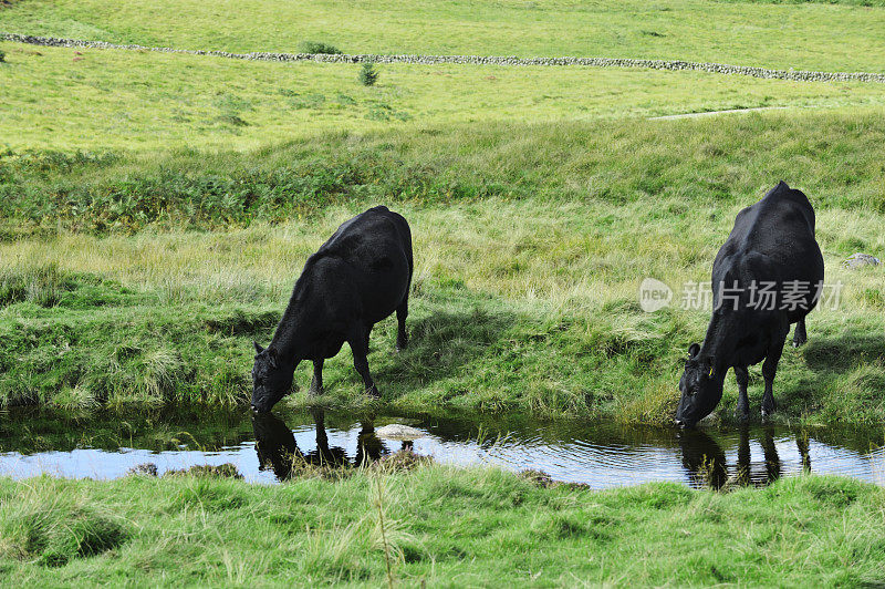 苏格兰乡村的牛在小溪里喝水