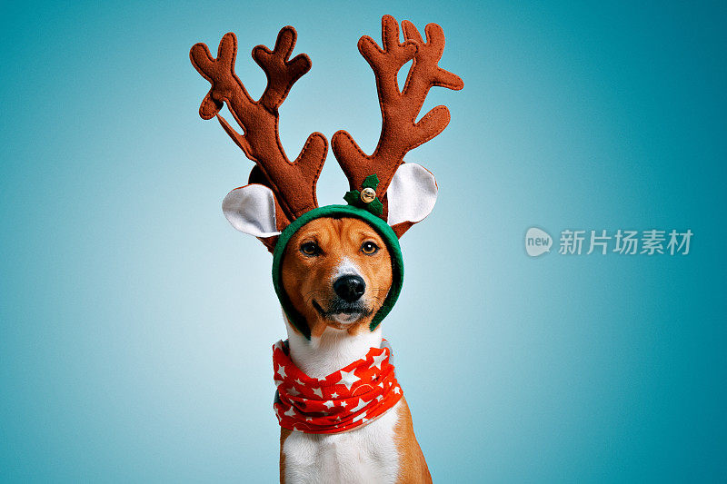 漂亮的狗狗圣诞服装