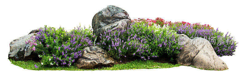 花园里的天然花和石头孤立在白色的背景上