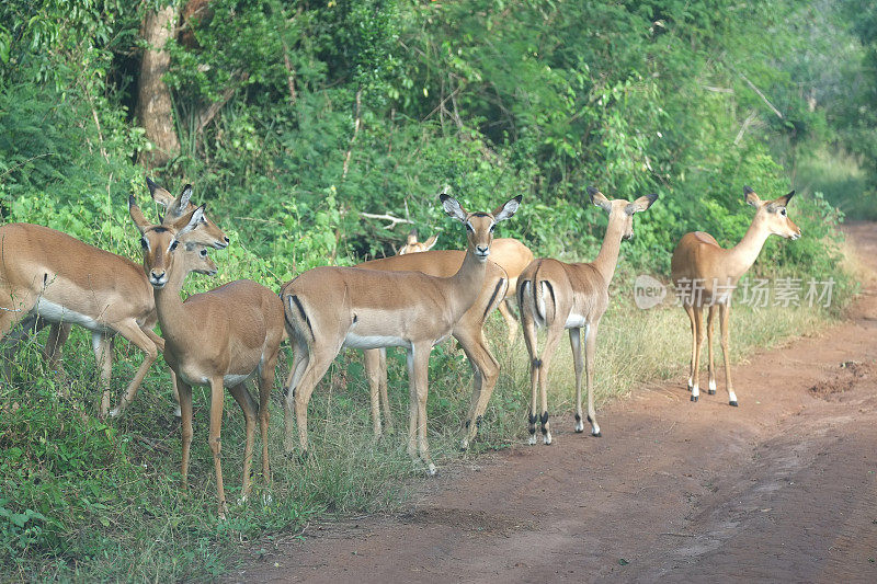 卢旺达:阿卡格拉国家公园的羚羊