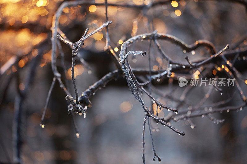 冬天日落时冰冻的树枝