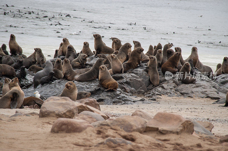 纳米比亚十字角海豹保护区的野生海豹