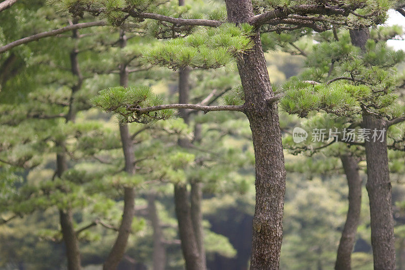 东京:黑松，Kokyo-gaien