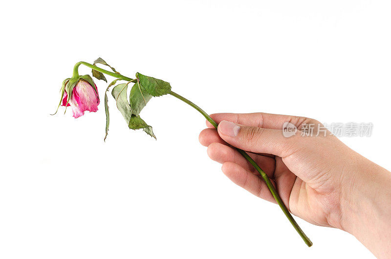 男性的手拿着一朵枯萎的粉红色玫瑰在白色的背景