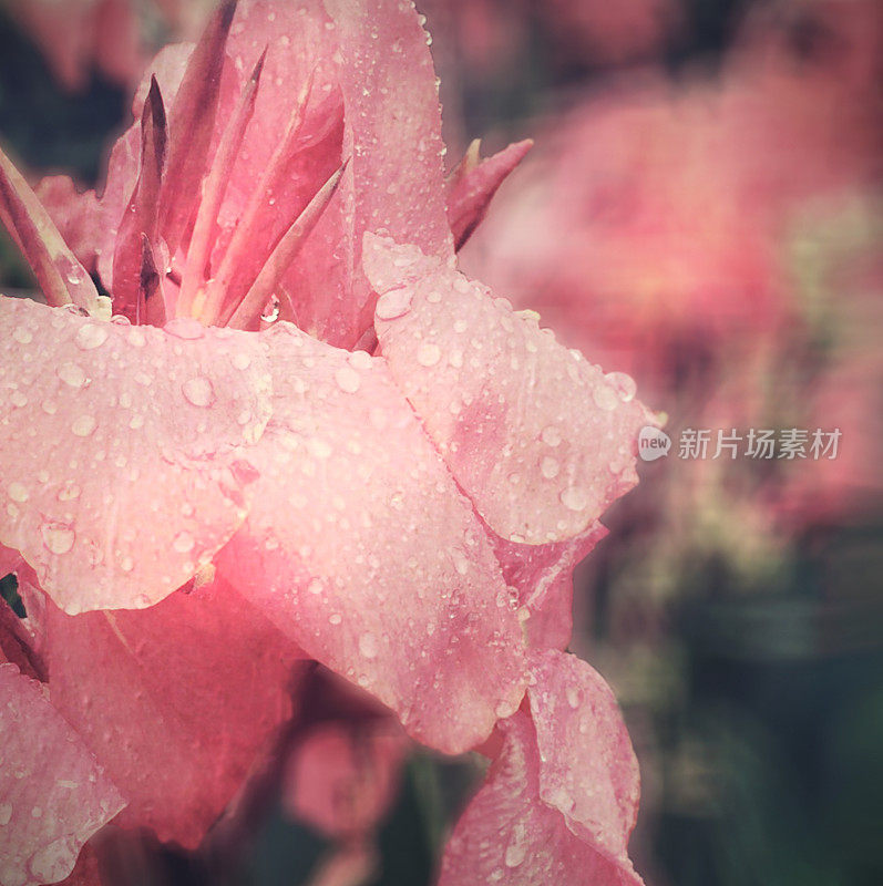 花园里有带雨滴的粉红色花