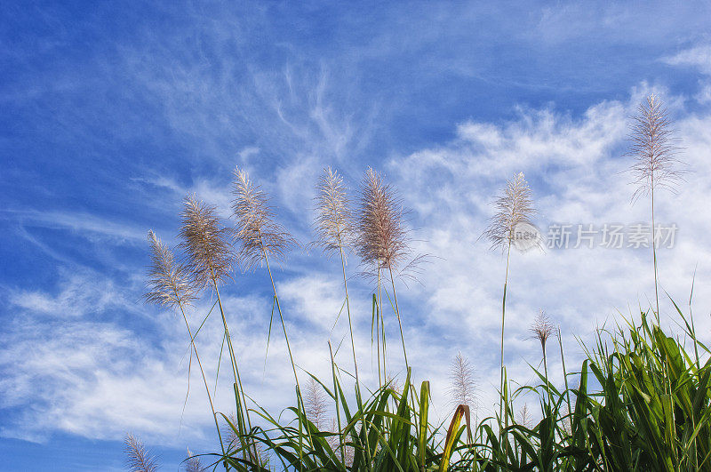 中美洲甘蔗与云的背景