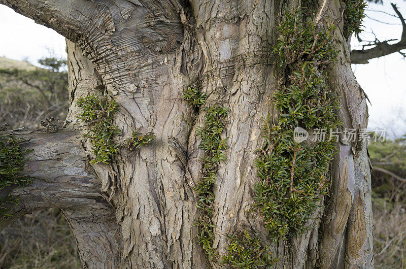 英国湖区:白barrow上的紫杉树干