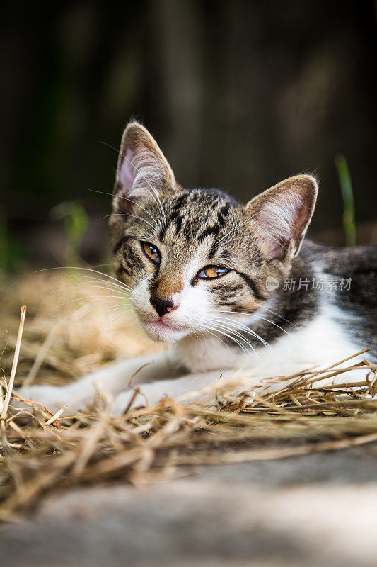 可爱的小猫咪看着相机的特写