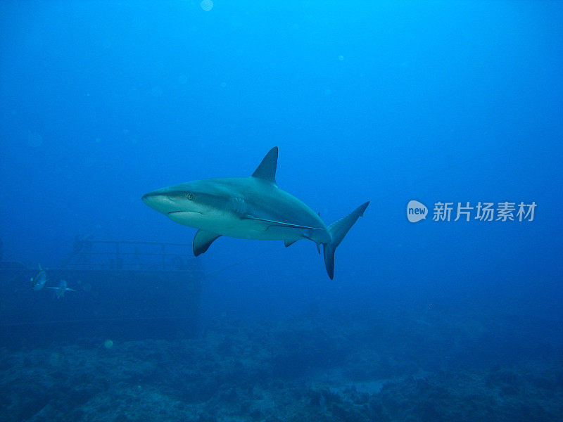 礁鲨在加勒比海经过