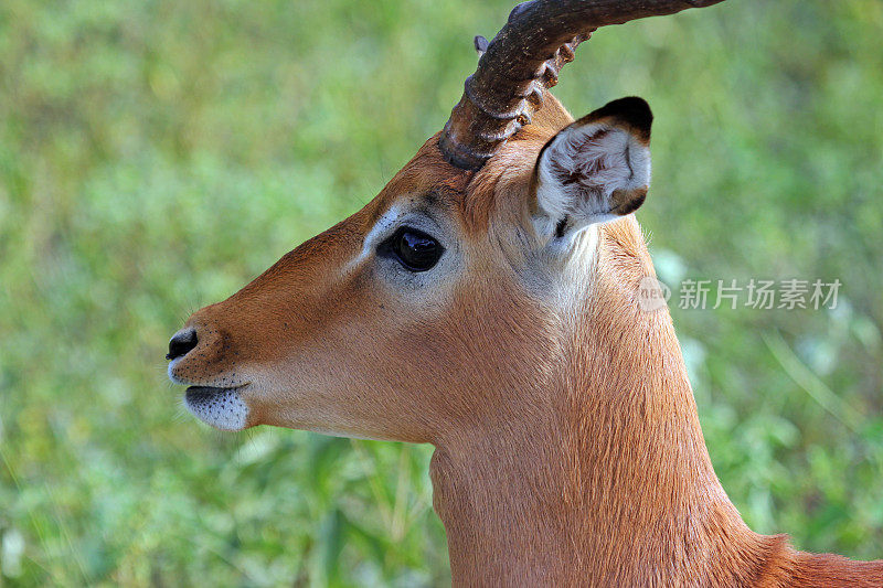 博茨瓦纳:丘比国家公园的黑斑羚