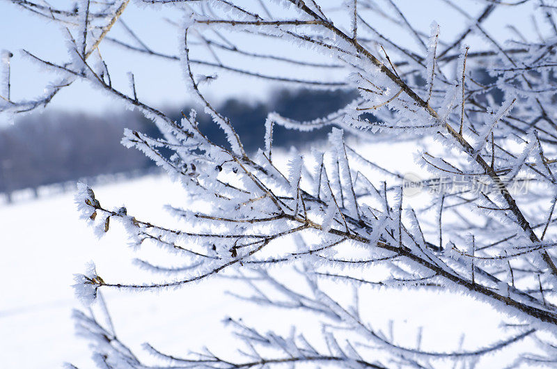 冬天的树枝上有白霜