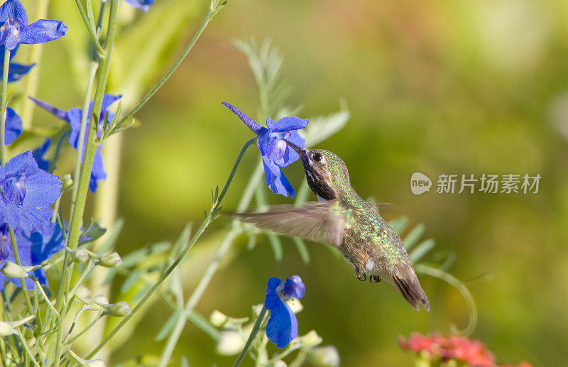 蜂鸟-雄性飞行