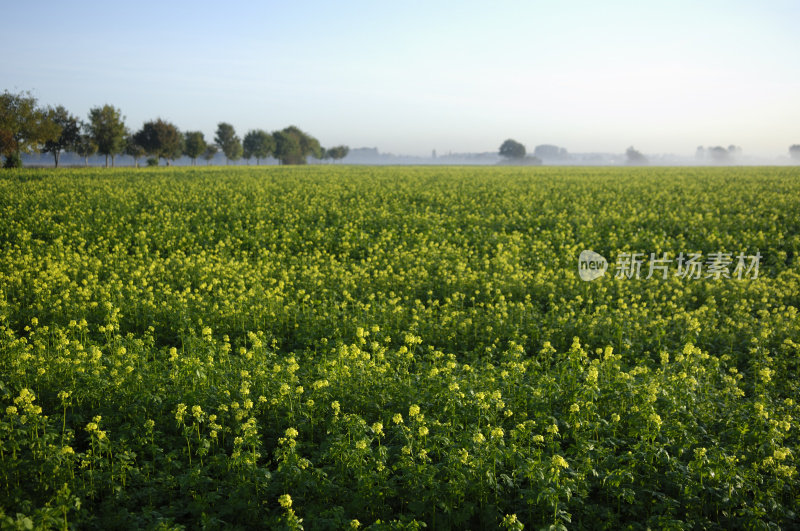 早上油菜花领域