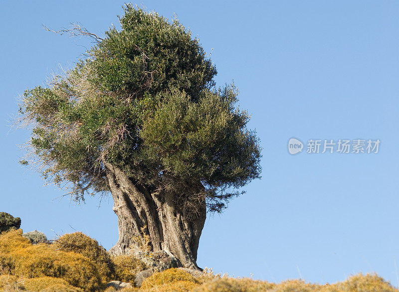 古老的橄榄树