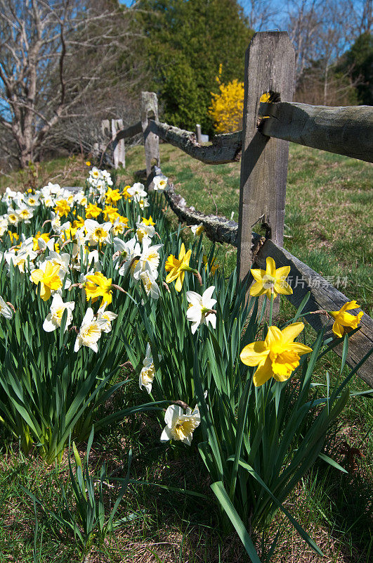 春天的花和老篱笆
