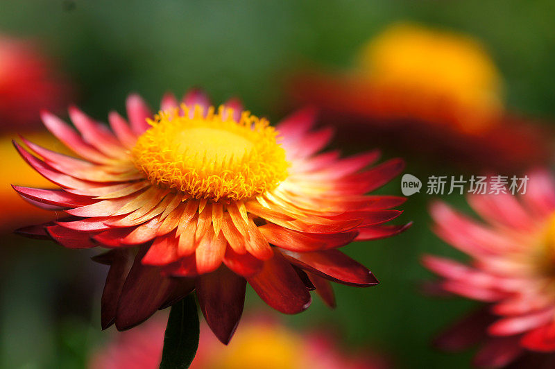 红色strawflower