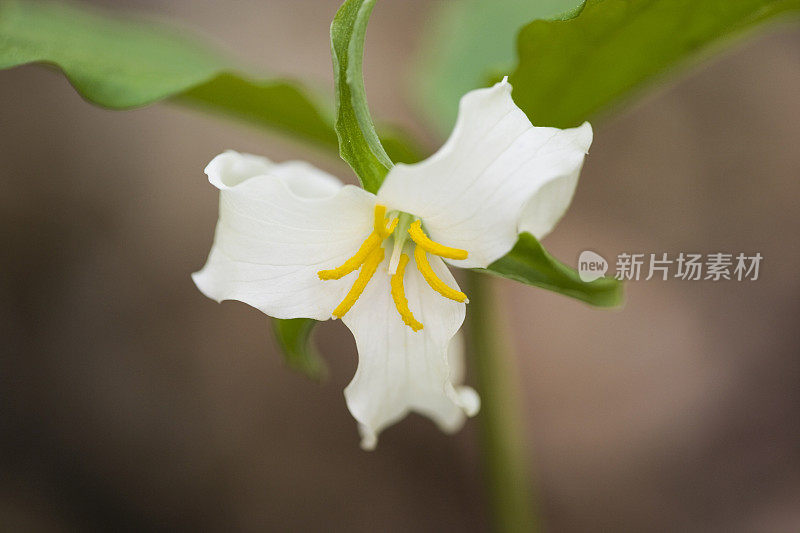 卡特斯比延龄草