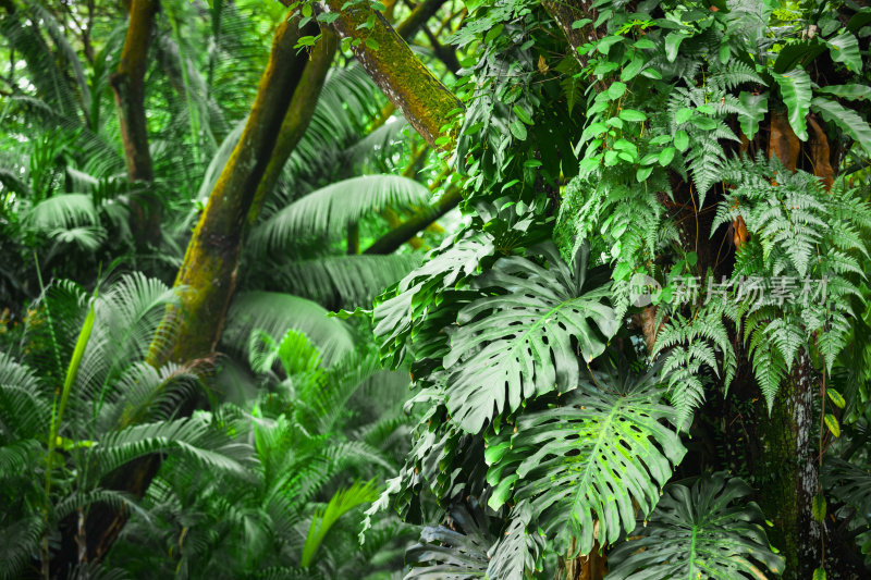 热带雨林