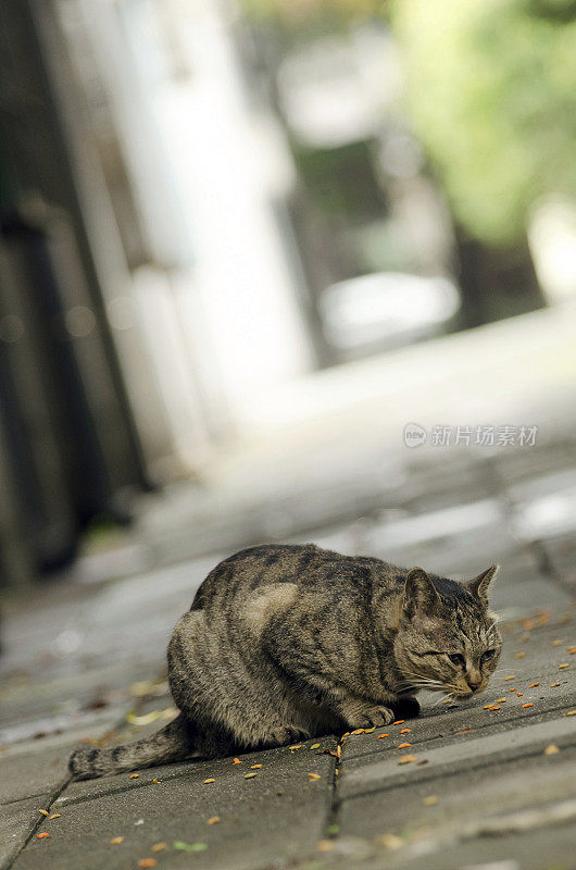 未经驯化的猫吃食物