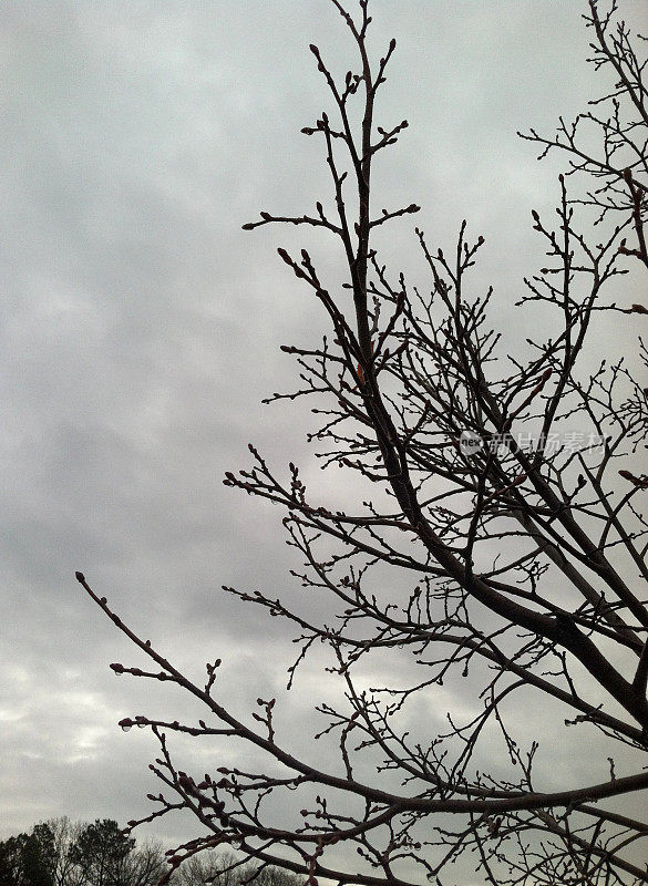 灰色天空下的光秃秃的树-流动的股票