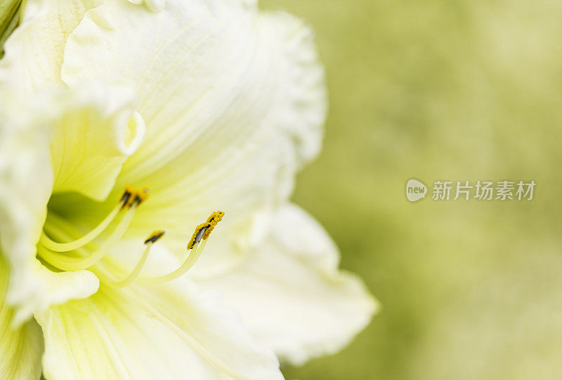 黄色黄花菜特写与模糊的背景