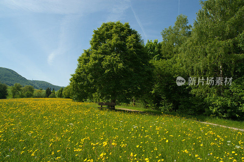 夏季景观开花，草地鲜花，树木与郁郁葱葱的树叶