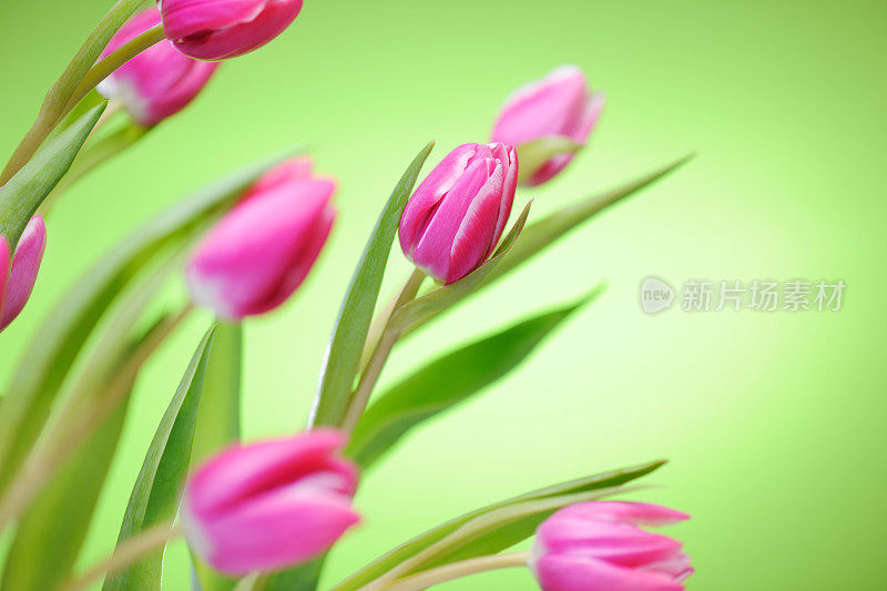 绿色背景上的粉色郁金香