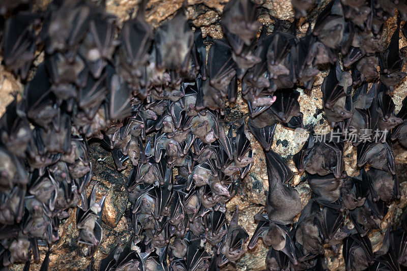 洞穴里的一大群蝙蝠