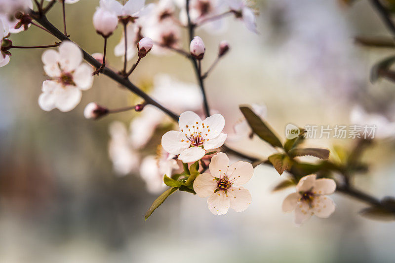 樱花樱花