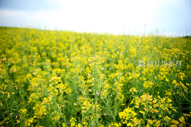 黄油菜籽蓝天