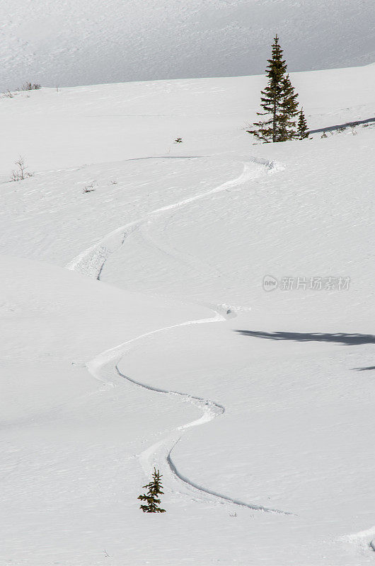 高山粉末雪上的新鲜滑雪轨迹